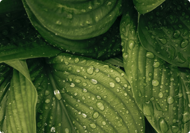 Artemisia-extract & saponinen