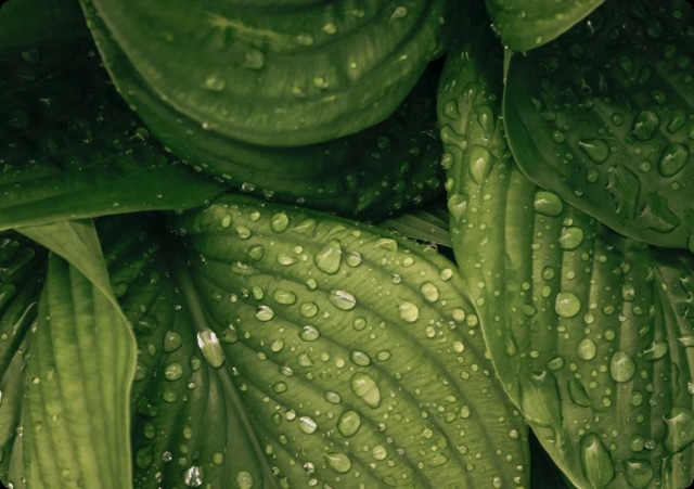 Artemisia-extract & saponinen